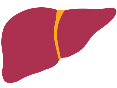A health liver helps digest food